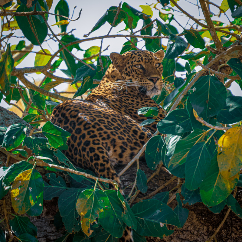 Bandipur Tiger Reserve